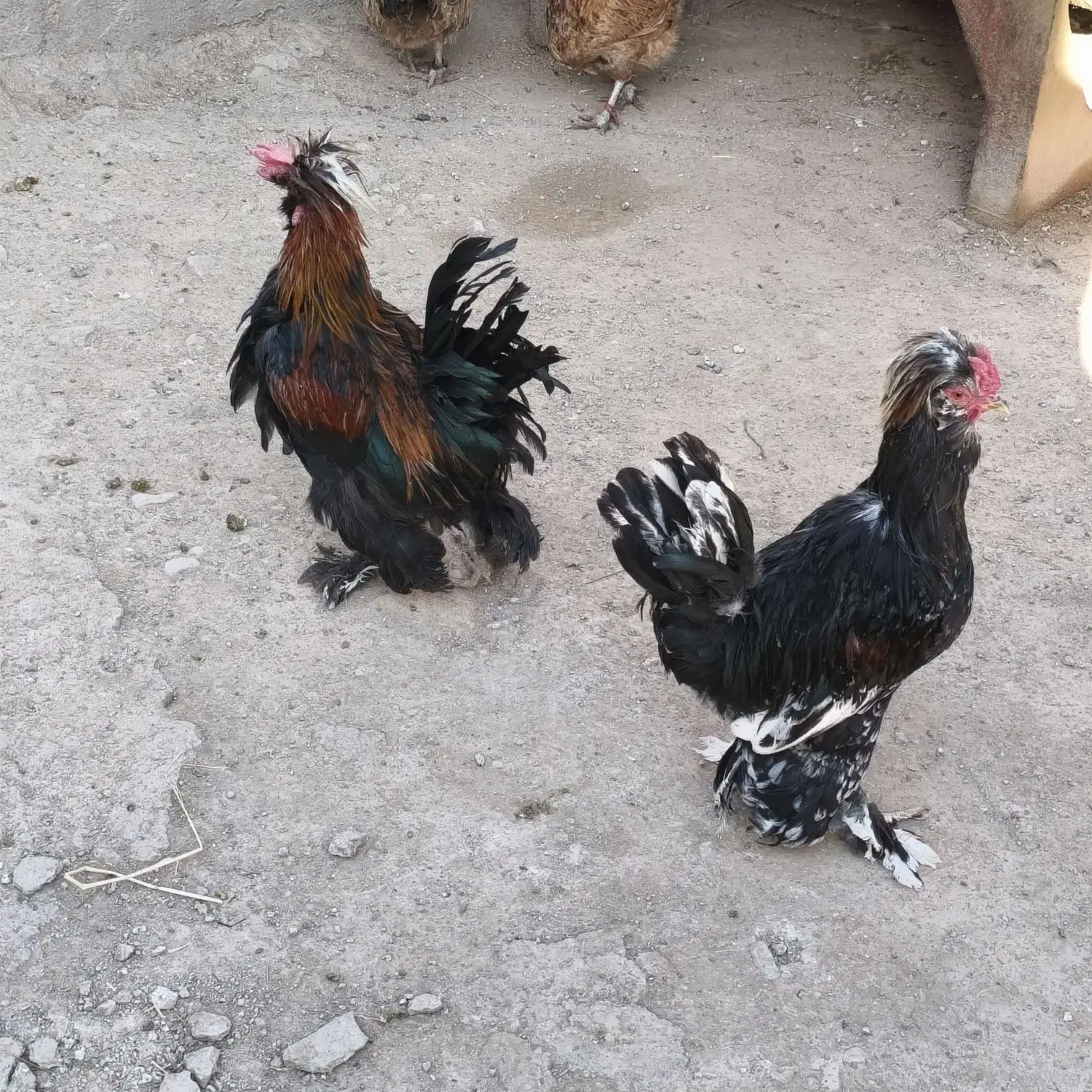 خروس زینتی قشنگ|حیوانات مزرعه|سیروان, |دیوار