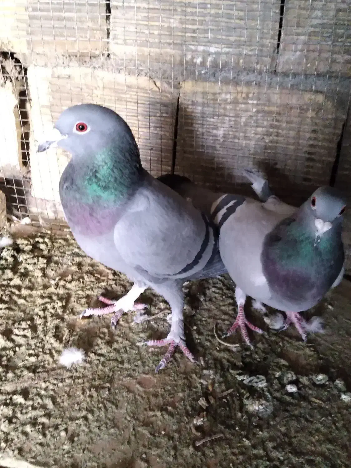 قناری|لوازم التحریر|مبارکه, |دیوار