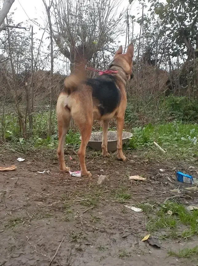 واگذاری ژرمن شپرد نروماده|سگ|رشت, رشتیان|دیوار