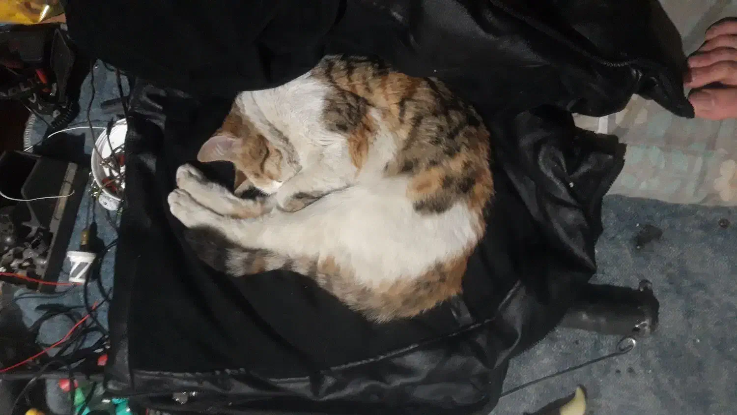 واگذاری گربه|گربه|سنندج, |دیوار