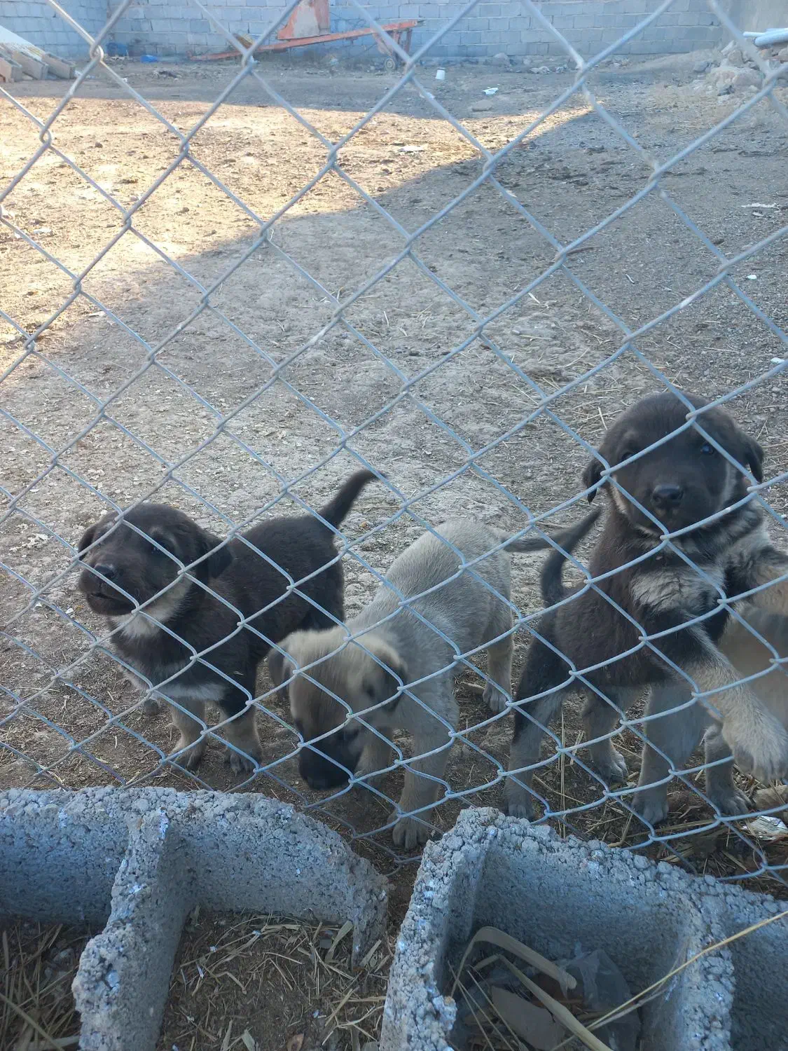 سلام سگ کانگال|سگ|صوفیان, |دیوار