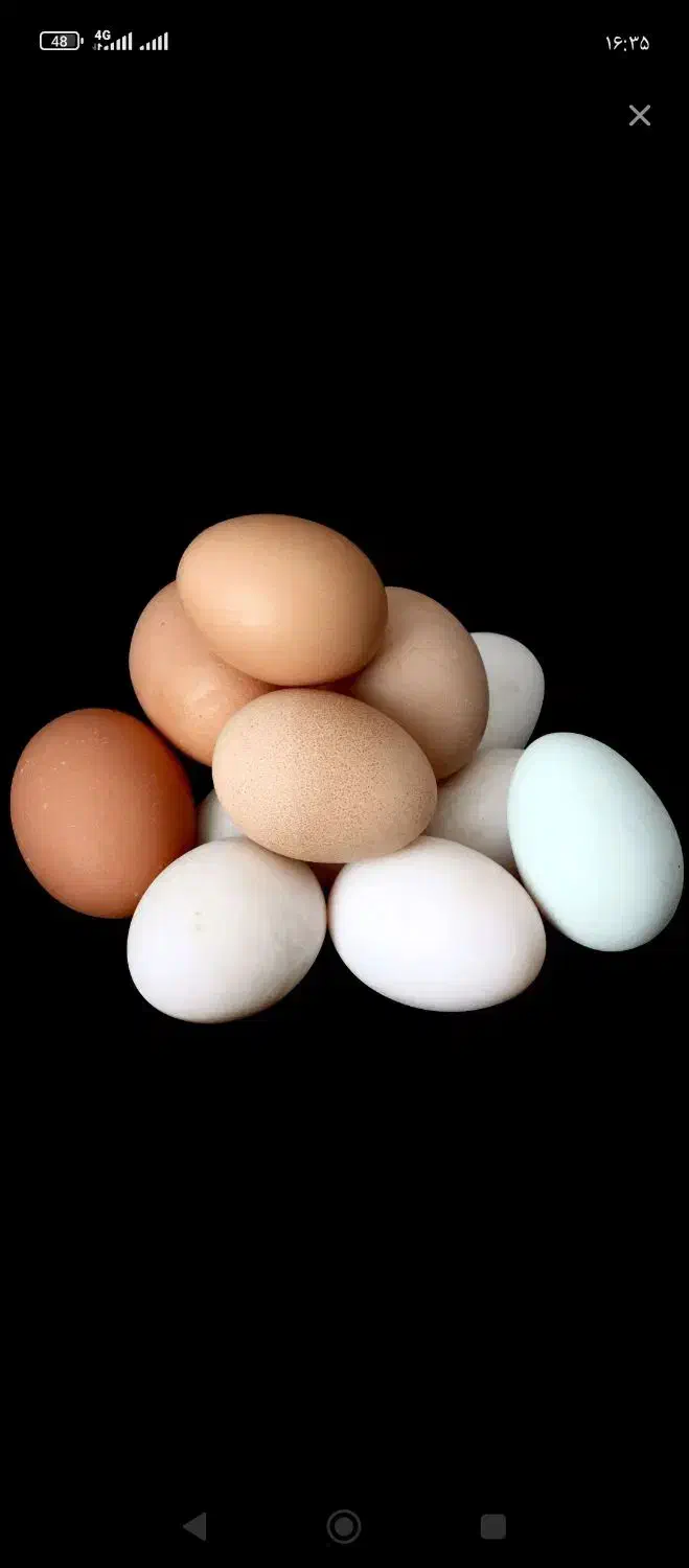 تخم مرغ|خوردنی و آشامیدنی|مسجد سلیمان, |دیوار