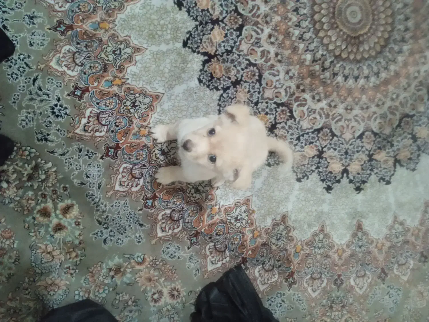 سگ باهوش زرنگ فرز بازیگوش|سگ|ری, حمزهآباد|دیوار