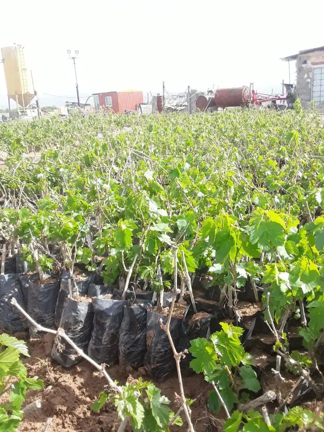 نهال|گل و گیاه طبیعی|رامند, |دیوار