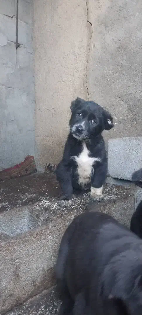 توله سگ الابای روسی|سگ|اصفهان, بهارستان|دیوار