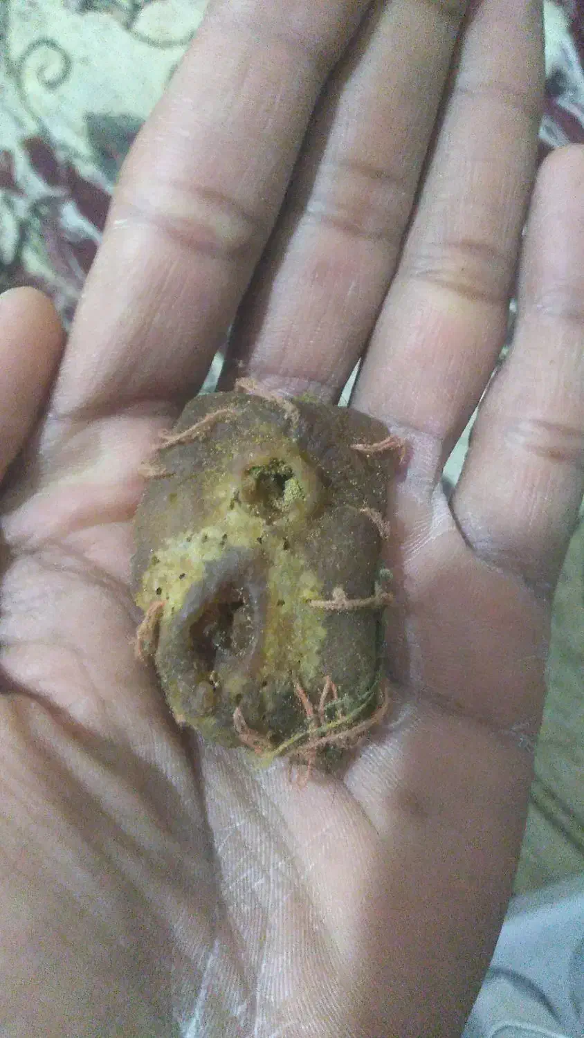 مهره اصلی|کلکسیون اشیاء عتیقه|امیدیه, |دیوار