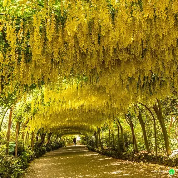 بذر عمده و خرده گل و گیاه|گل و گیاه طبیعی|شیراز, شاهچراغ|دیوار