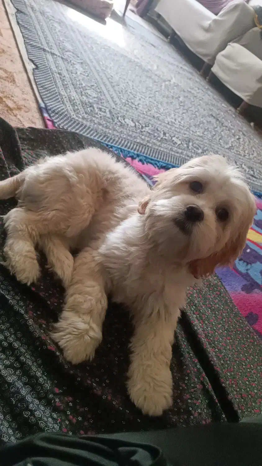 سگ پودل شیتزو|سگ|ری, منصوریه منگل|دیوار