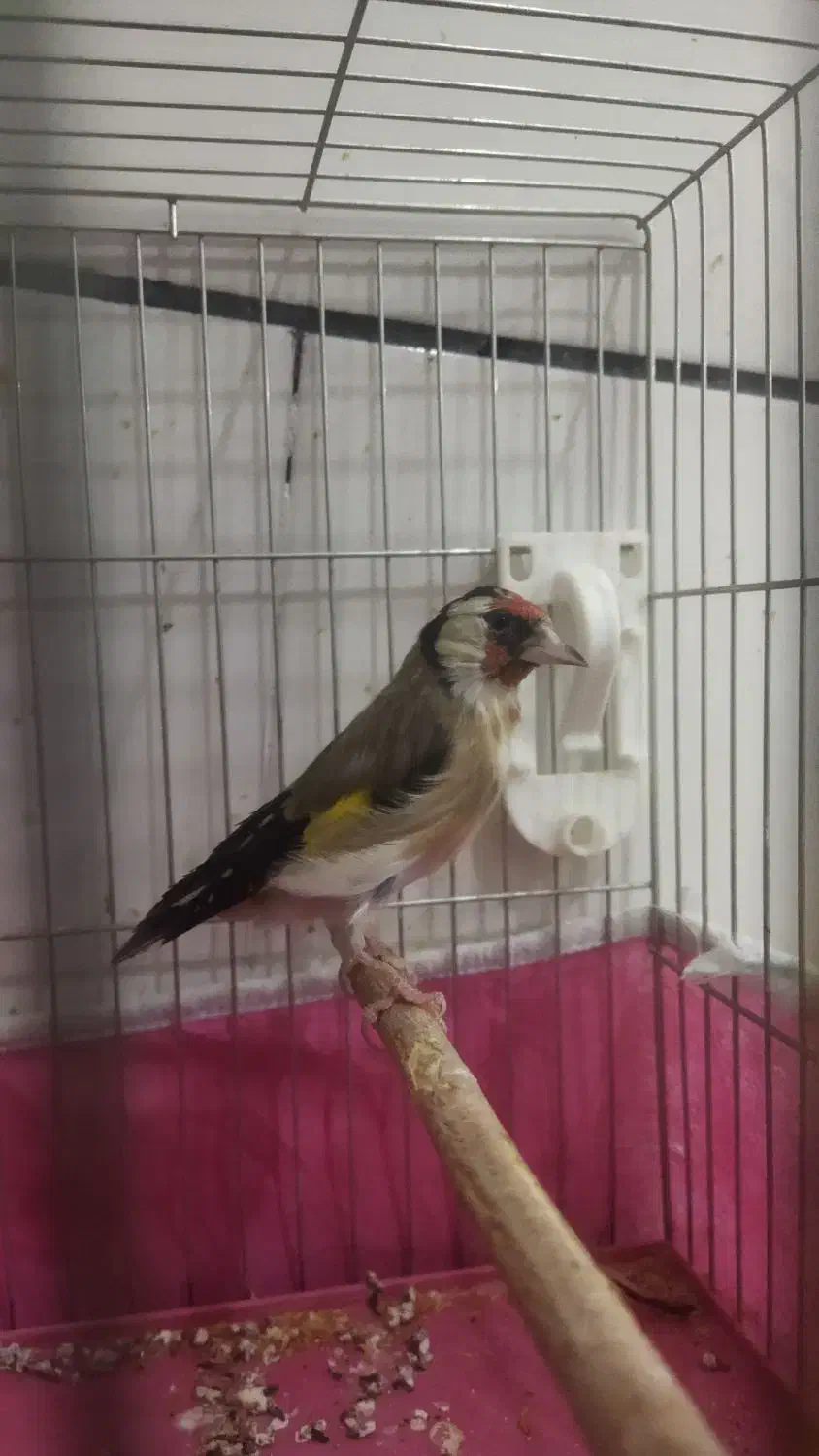 فروش سهره|پرنده|بن, |دیوار