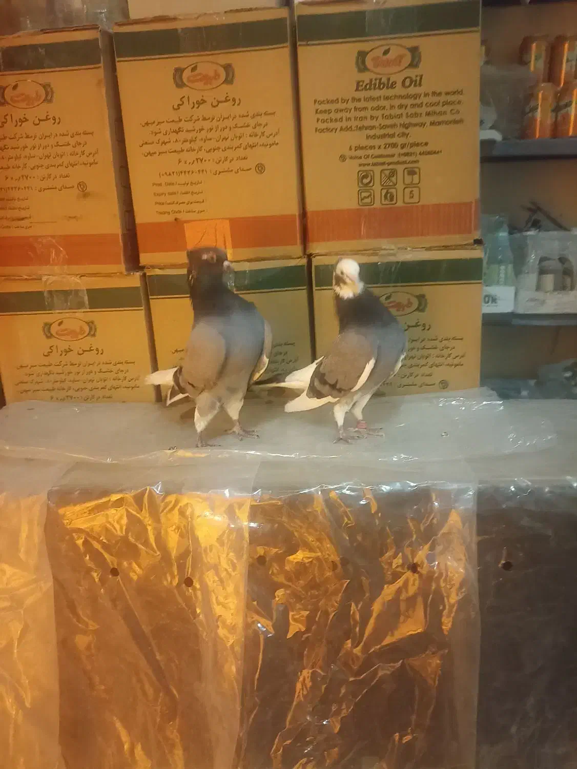 آبی آسمانی|پرنده|آبدانان, |دیوار