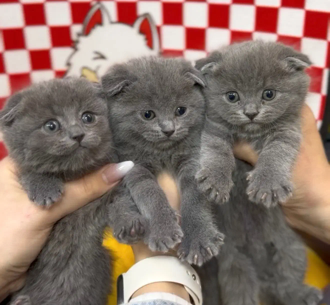 Kitten|گربه|تهران, تهرانسر مرکزی|دیوار