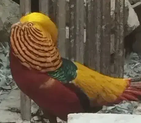 تخم مرغ برهما .جوجه برهما. لایت  از بهترین مولدها|حیوانات مزرعه|لنجان, |دیوار