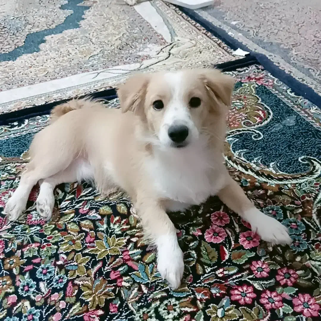 سگ پاکوتاه|سگ|رفسنجان, |دیوار