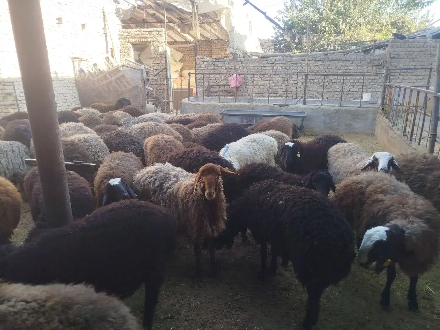 10عدد بره جفتی 58کیلو|حیوانات مزرعه|پاکدشت, پاکدشت (مامازند)|دیوار