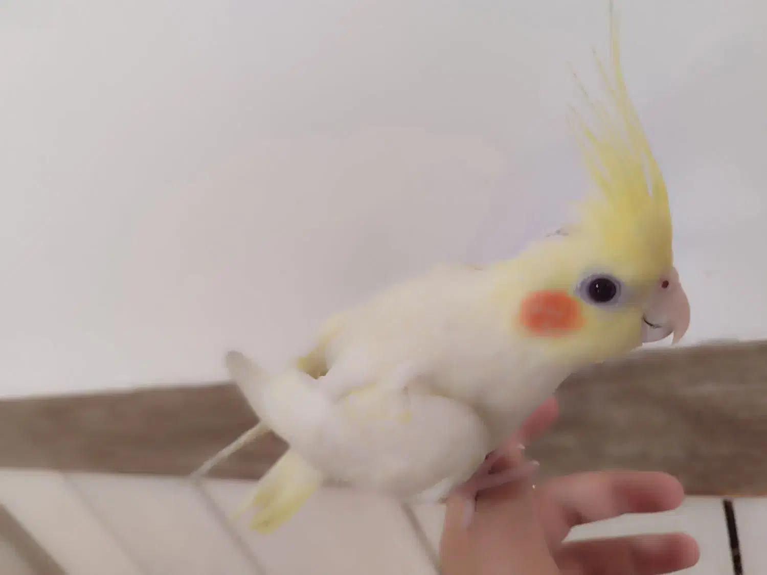 عروس هلندی لوتینو|پرنده|نجفآباد, منتظری شمالی|دیوار