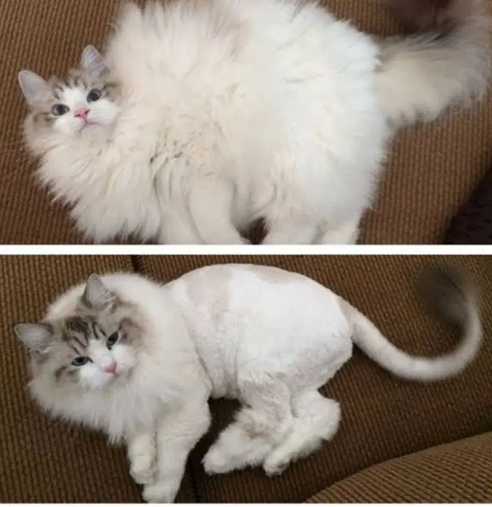 اصلاح و شستشو سگ و گربه|خدمات پیشه و مهارت|زنجان, |دیوار