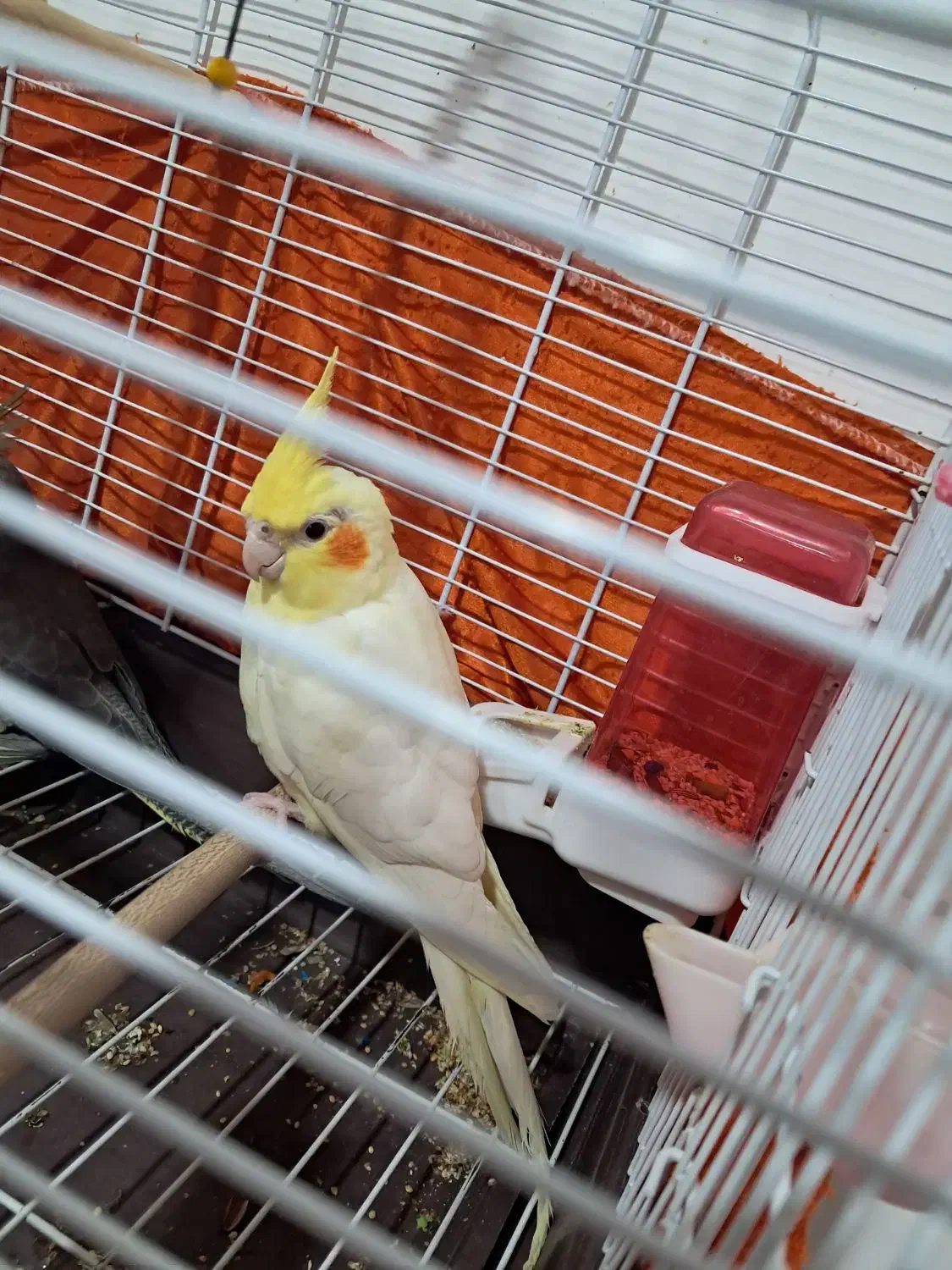 عروس هلندی خانگی|پرنده|رشت, آب آسیاب|دیوار