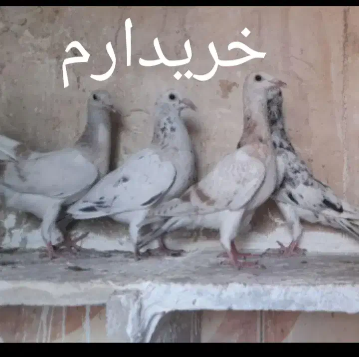 جوجه کفتر هفترنگ|پرنده|قم, بوستان علوی|دیوار