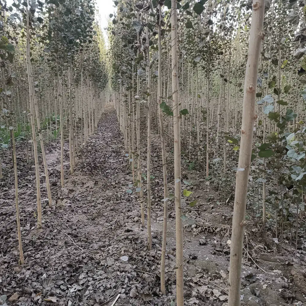 نهال صنوبر با شرایط استثنایی|خدمات باغبانی و درختکاری|سنندج, |دیوار