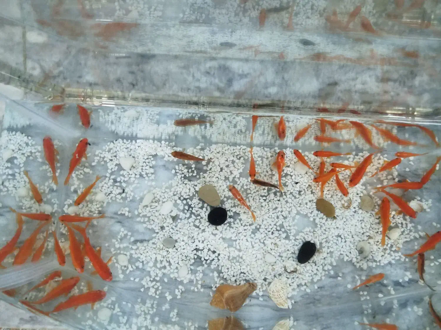 ماهی قرمز|ماهی|شاهرود, |دیوار