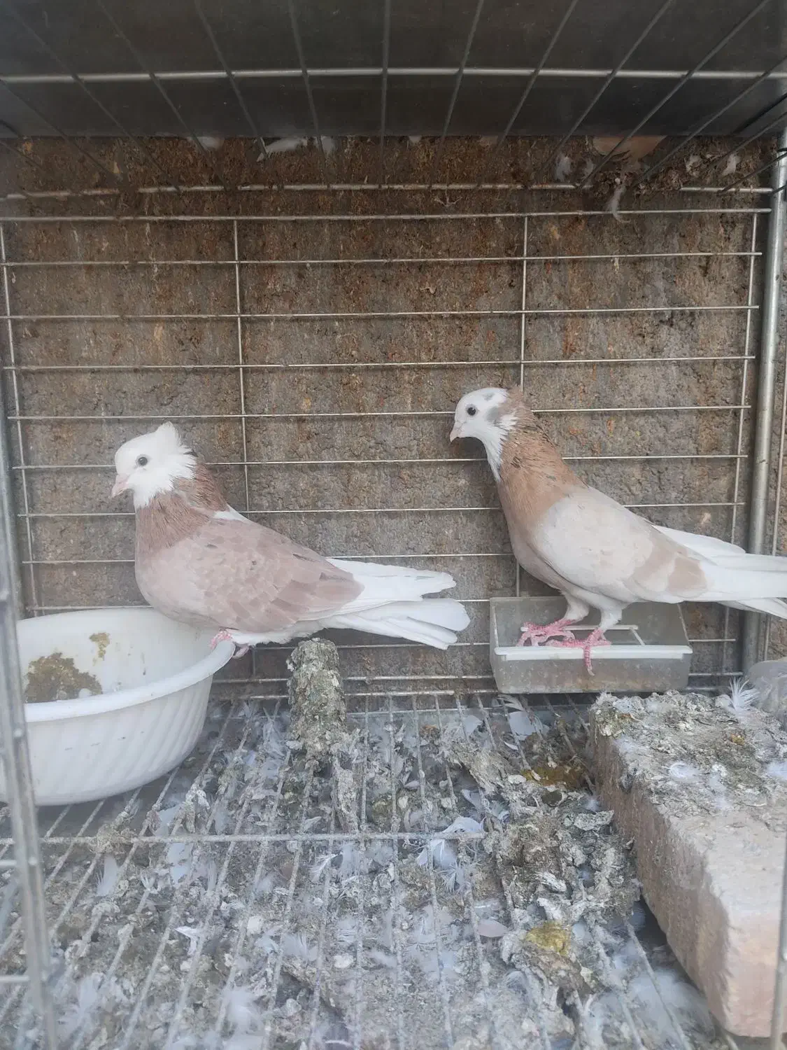 نروماده شازده|پرنده|اردکان, |دیوار