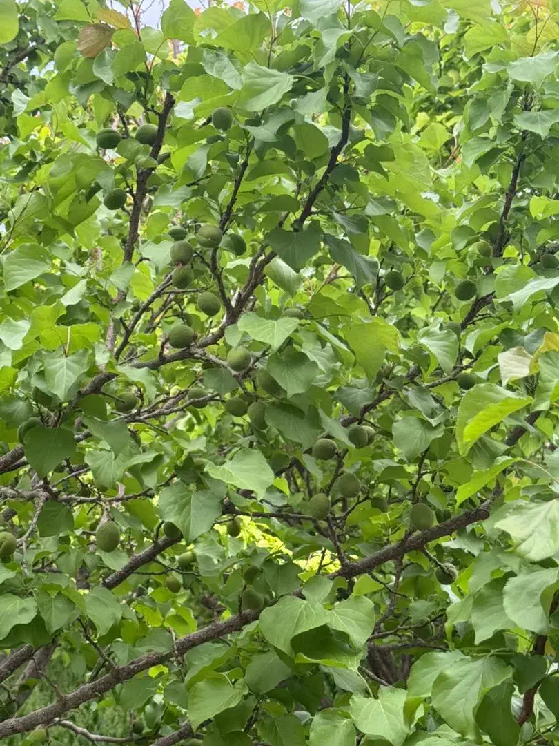 فروش باغ یک هکتاری|فروش خانه و ویلا|آباده, |دیوار