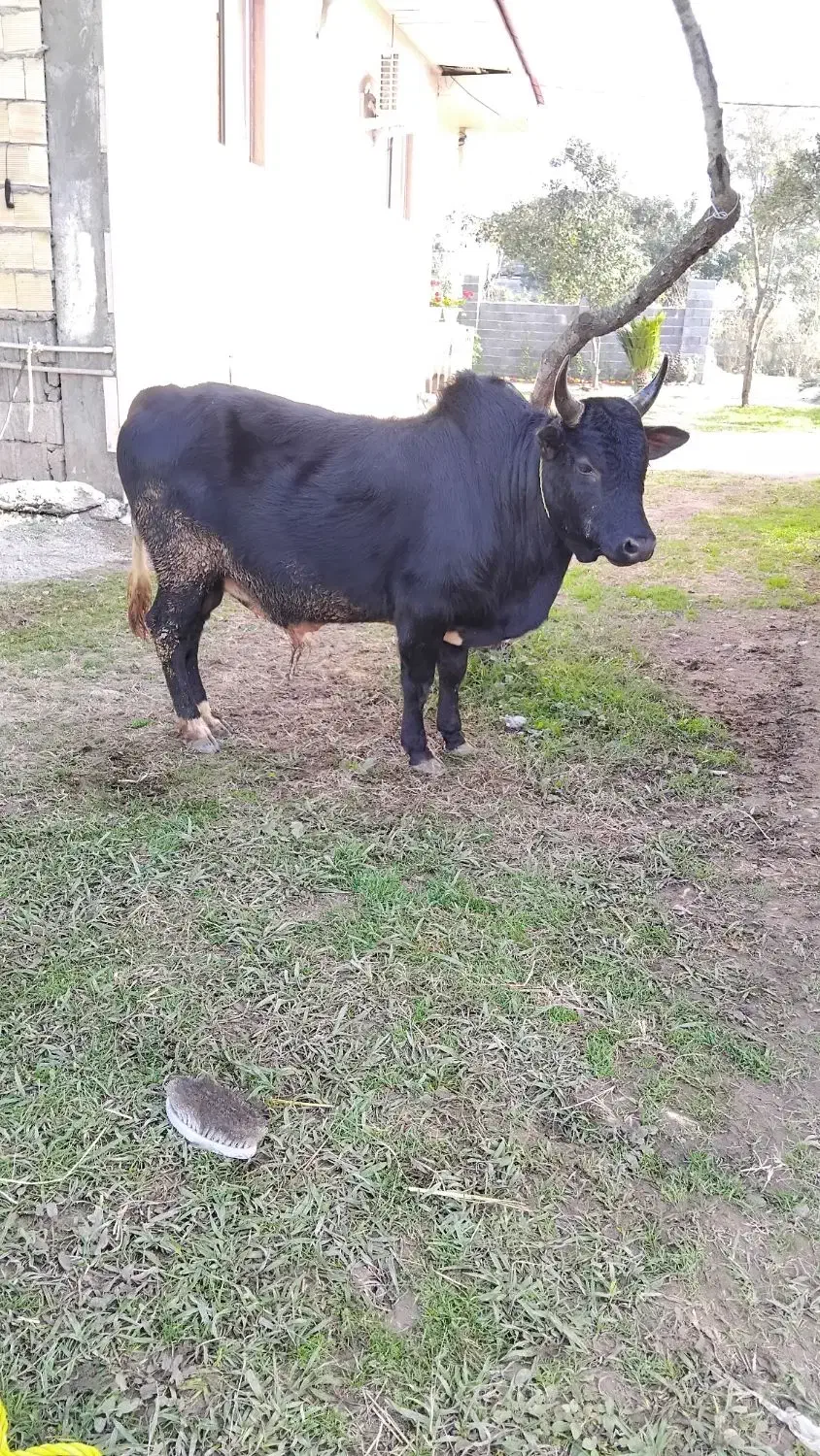 ورزاچالوسی|حیوانات مزرعه|سنگر, |دیوار