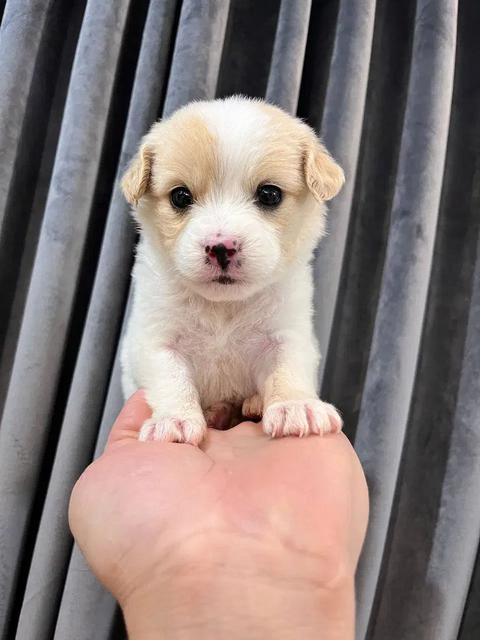 سگ...دوعدد توله جیبی|سگ|مشهد, هفت تیر (نه دره)|دیوار