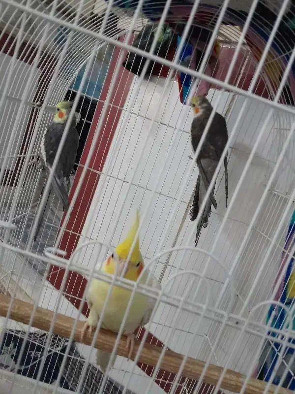 عروس هلندی|پرنده|اردکان, |دیوار