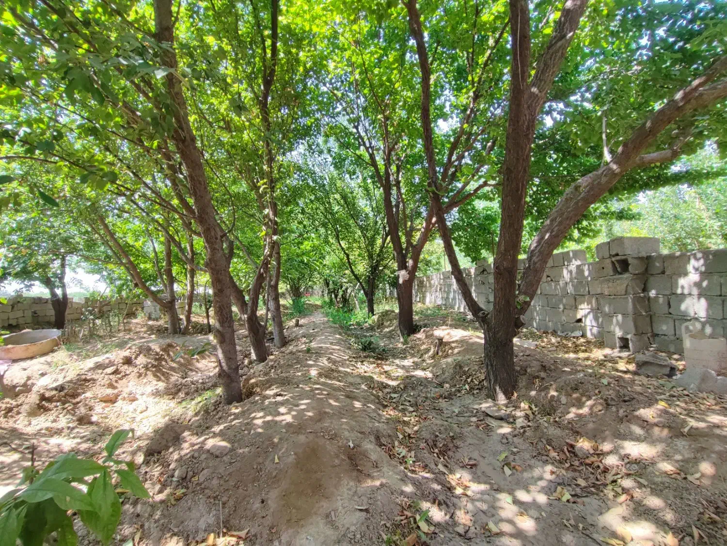 400 متر باغ مشجر / پیشک 1 / فنس کشی شده /چسب بافت|فروش زمین و ملک کلنگی|محمدشهر, محمدشهر|دیوار