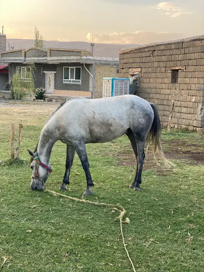 اسب|اسب و تجهیزات اسب‌سواری|ارومیه, |دیوار