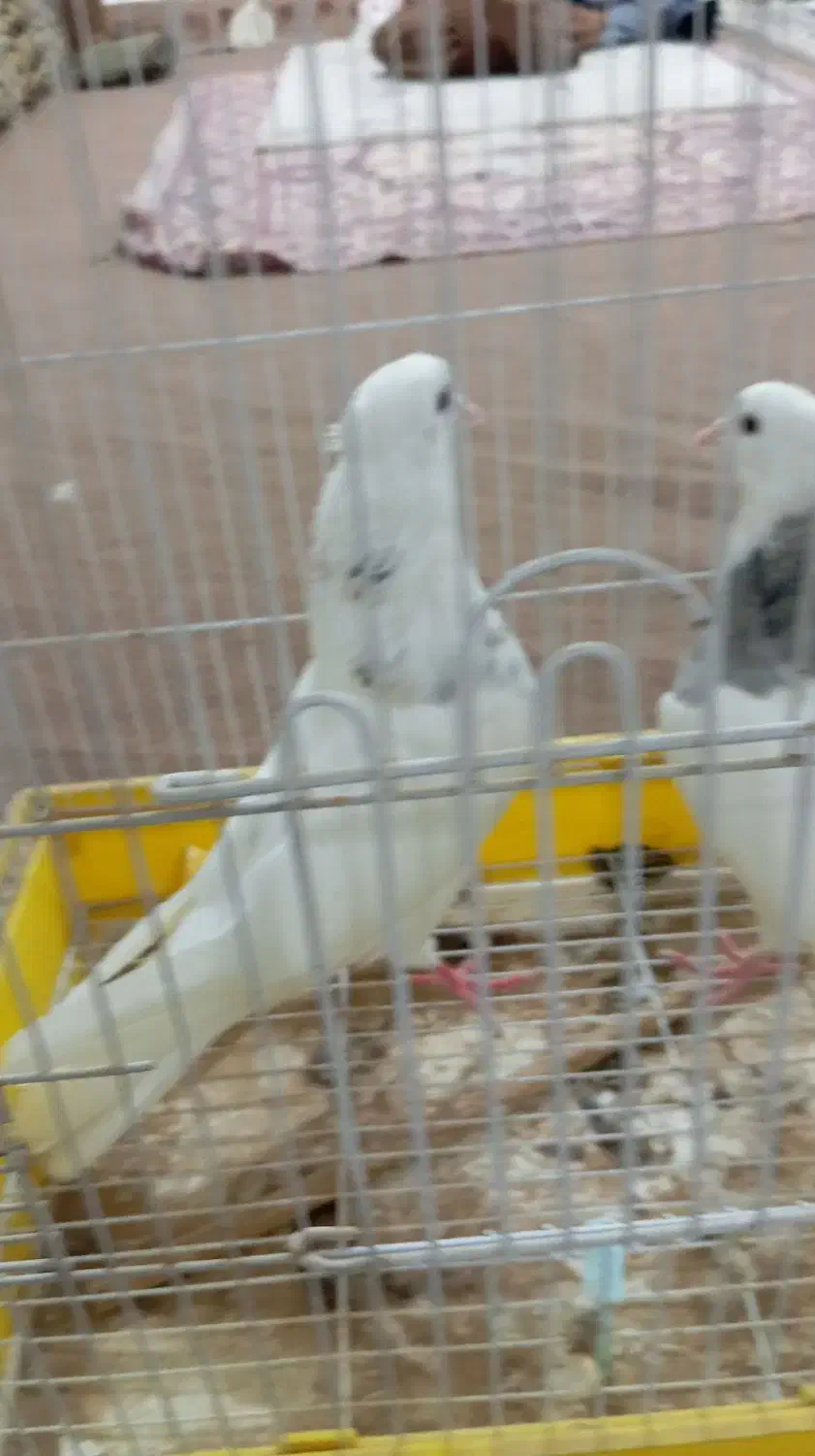 طوقی|پرنده|بندر گناوه, |دیوار