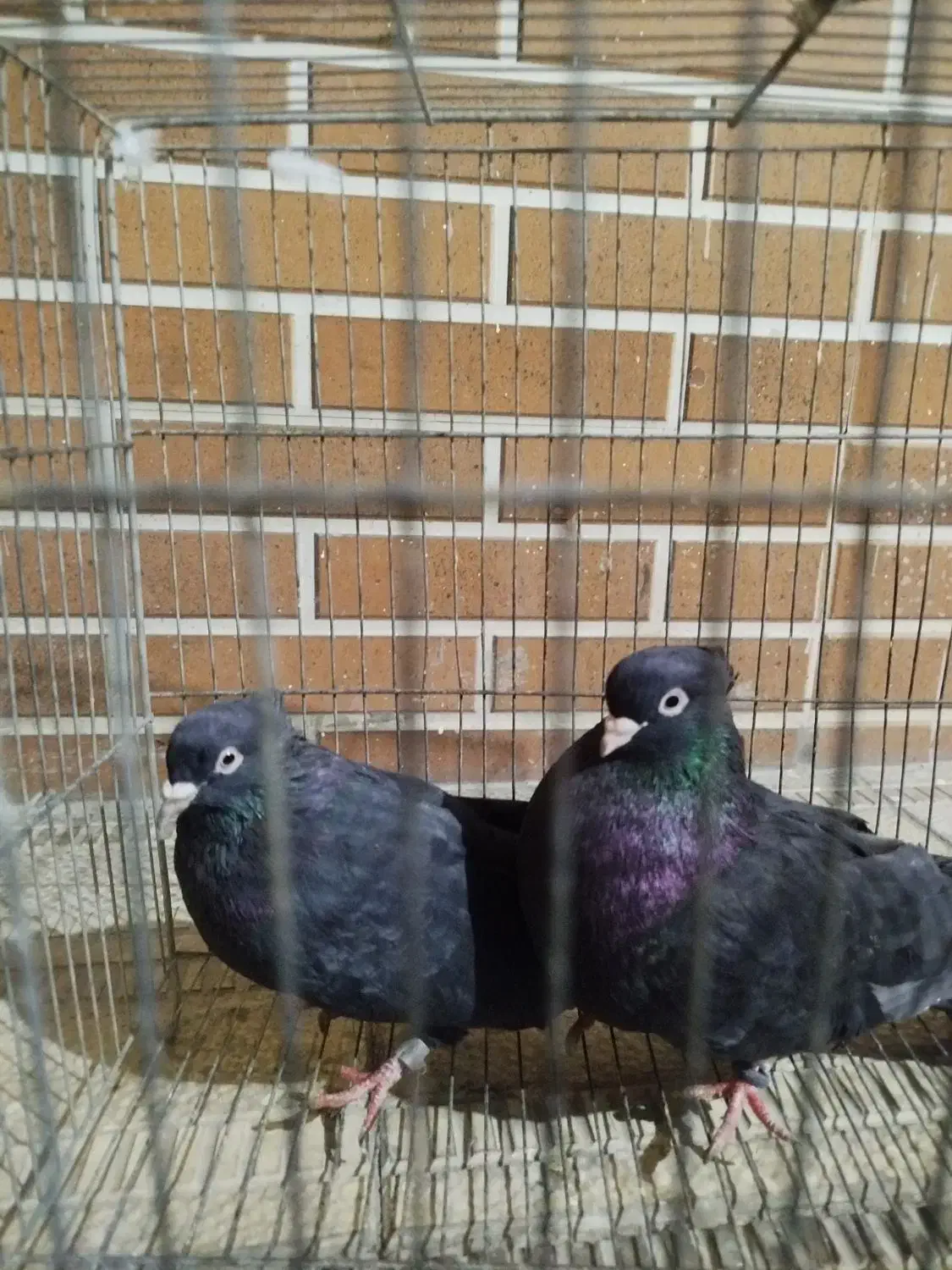 کفتر ذاغ ابادانی چش نوک سفید|پرنده|ماهدشت, |دیوار