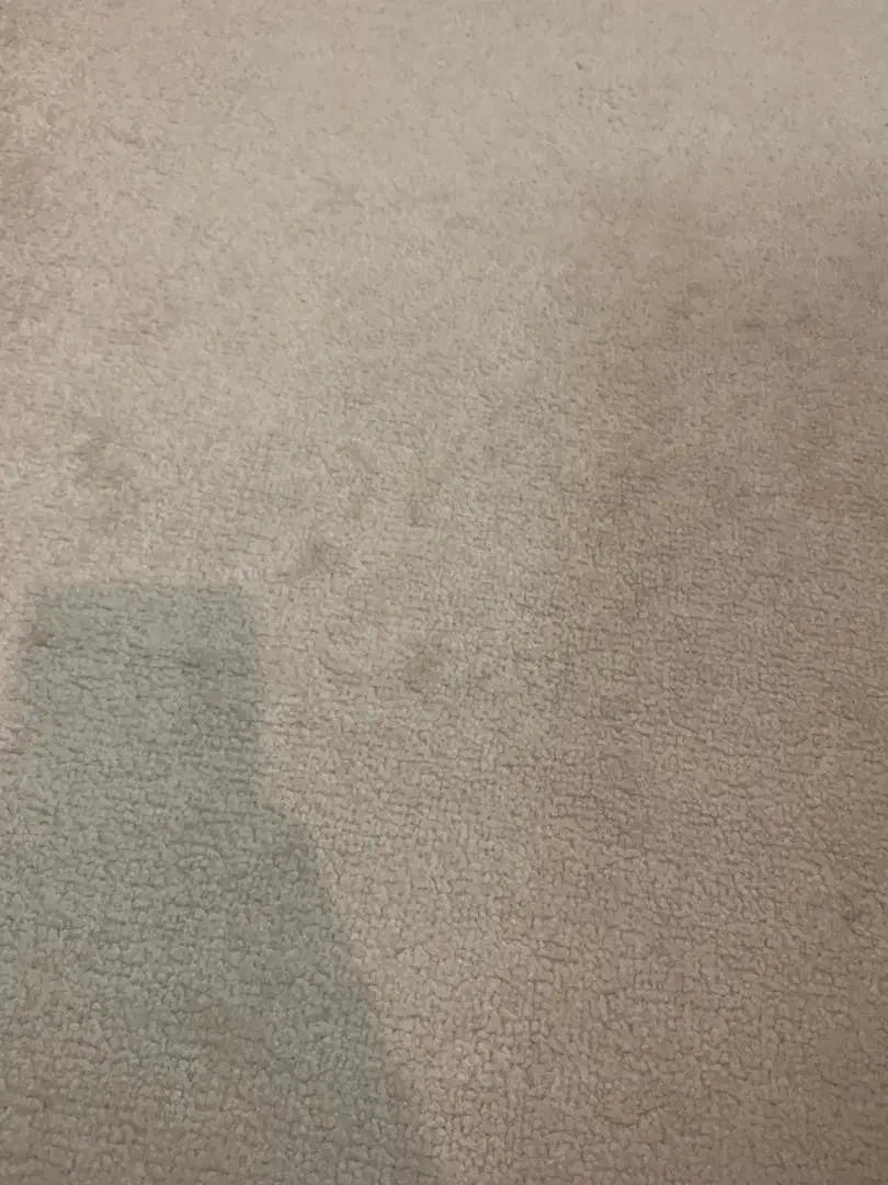 موکت نباتی. پرزبلند۳ر۳۶۰|موکت|بابل, |دیوار