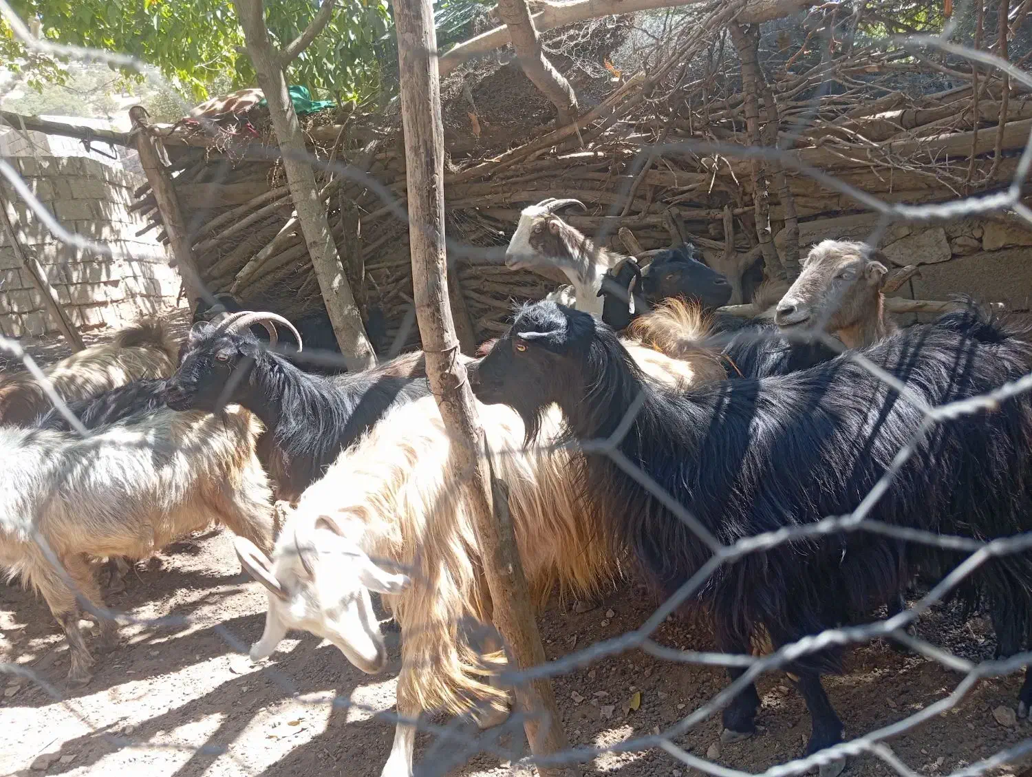 بز خوب داشتی|حیوانات مزرعه|مارگون, |دیوار