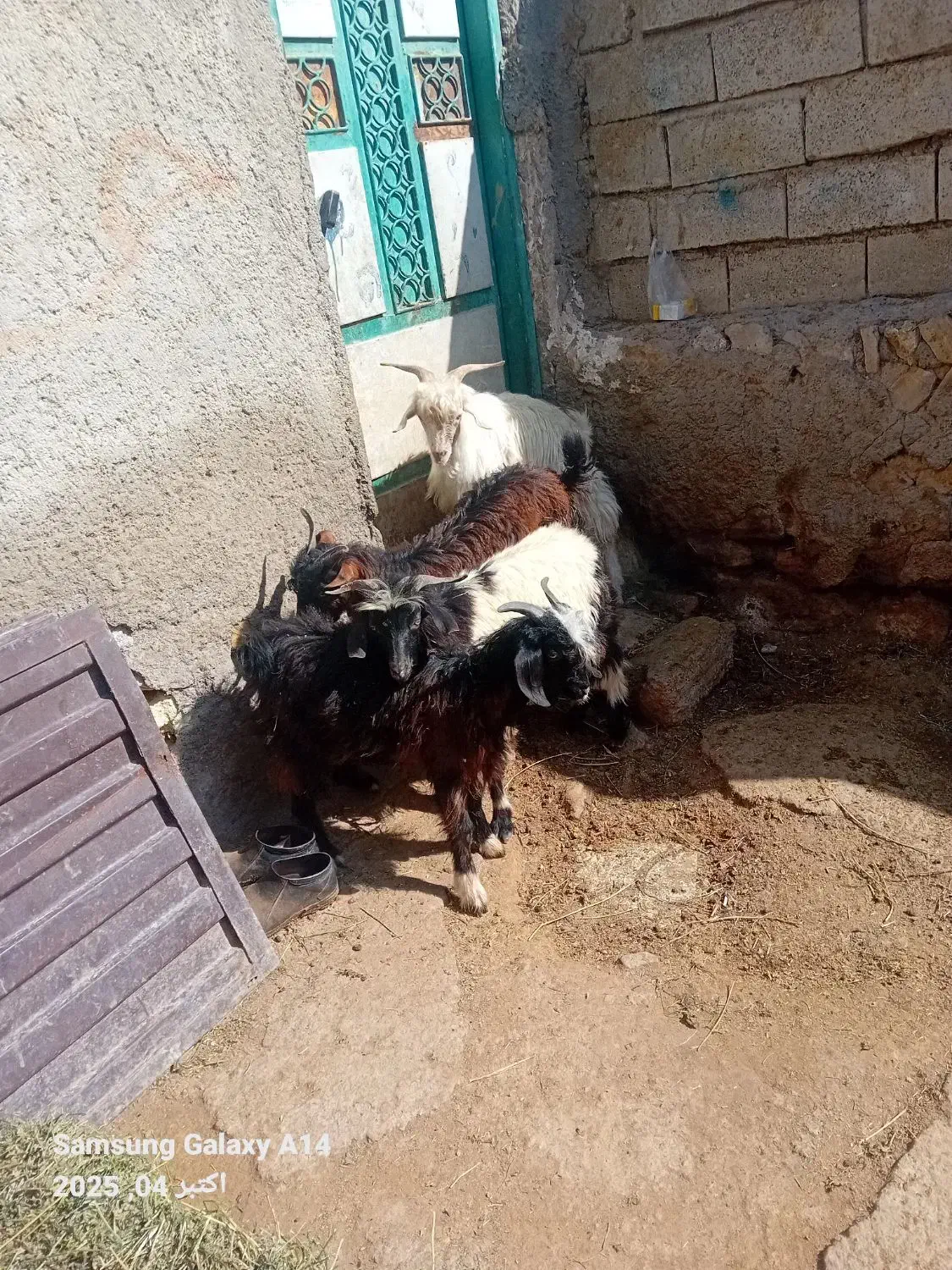 ۴عددچپیش نر وزن روی هم ۲۲کیلو|حیوانات مزرعه|اردبیل, |دیوار