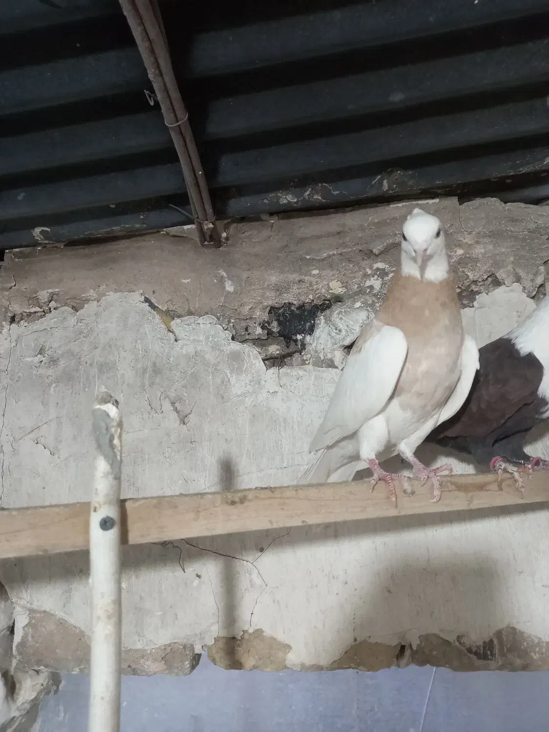 کفتر طوقی زرد|پرنده|مشهد, چهنو|دیوار