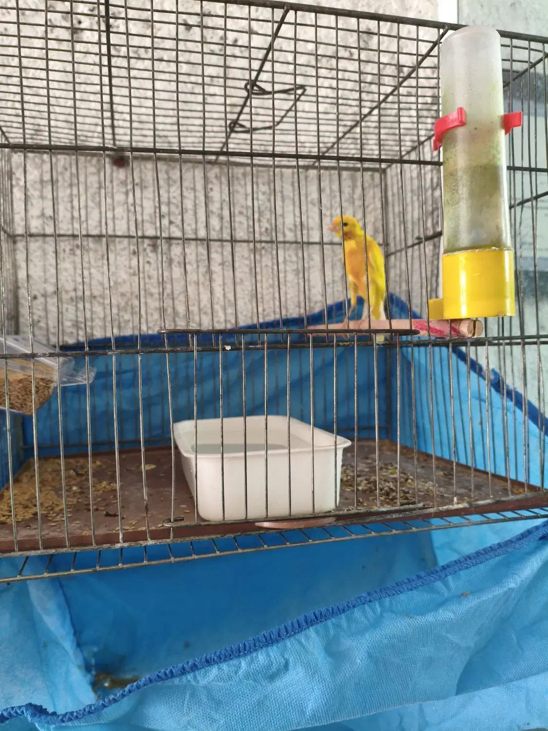 قناری طلایی نر مست|پرنده|مرودشت, ثبت احوال|دیوار