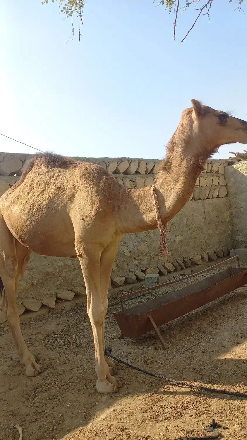 شتر ۲ سال|حیوانات مزرعه|مهران (هرمزگان), |دیوار