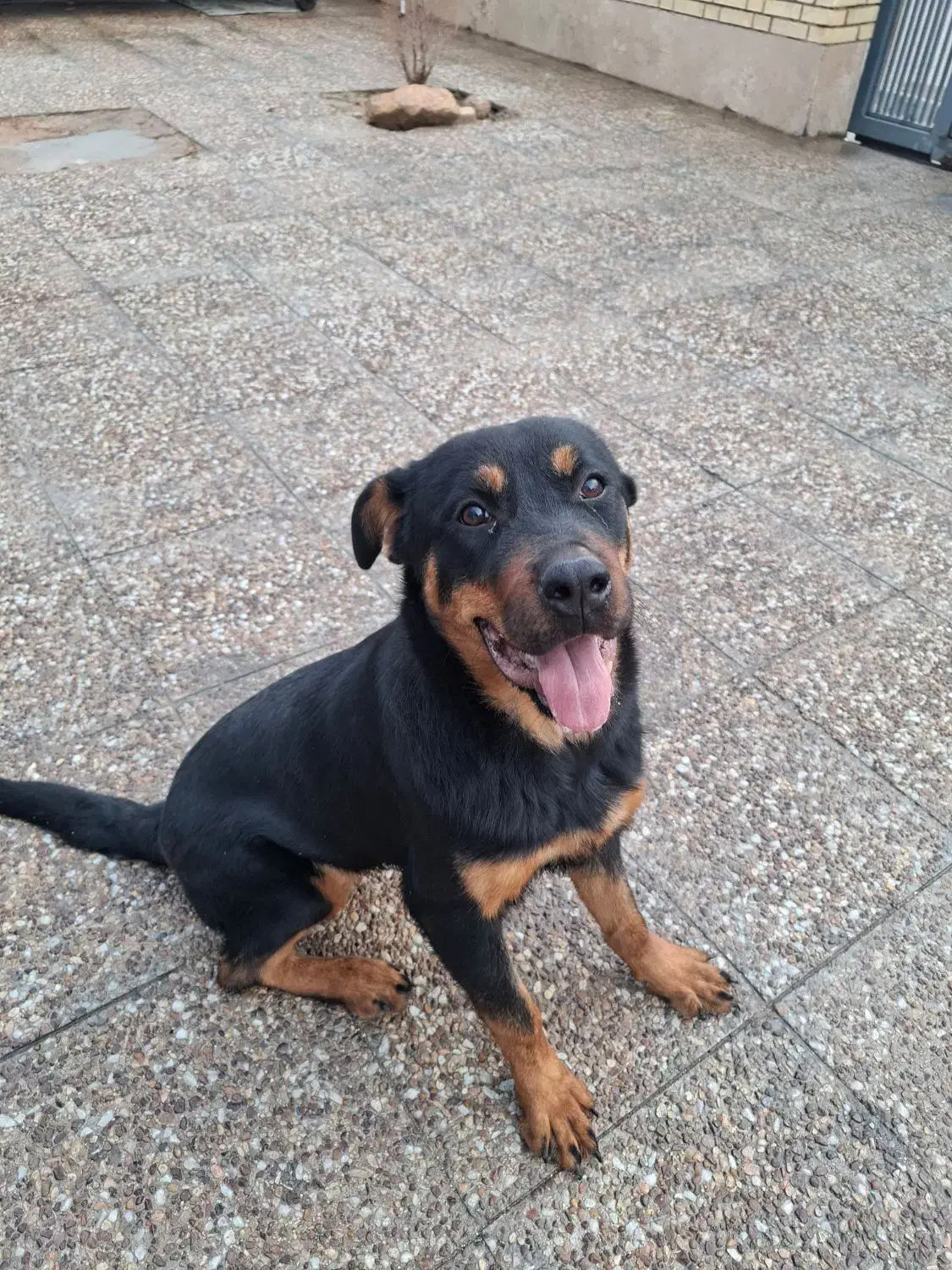 روتوایلر|سگ|شیراز, شهرک صنعتی شیراز|دیوار