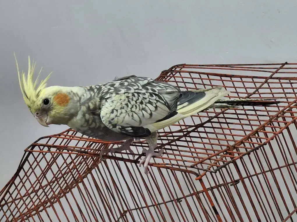 عروس هلندی ۴ ماهه ماده|پرنده|هندیجان, |دیوار