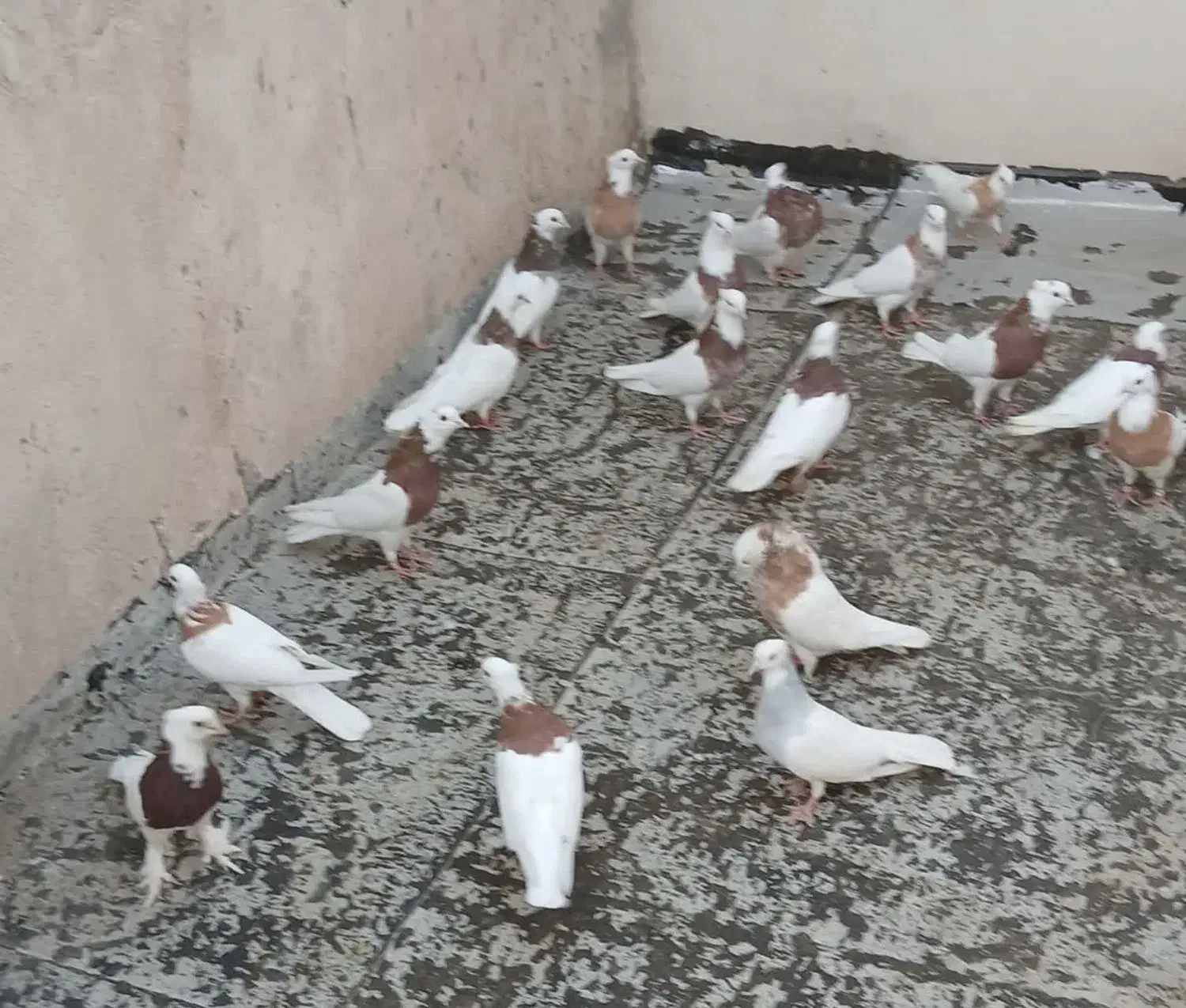کفتر طوقی سرور سینه سیاه|پرنده|تهران, بهارستان|دیوار