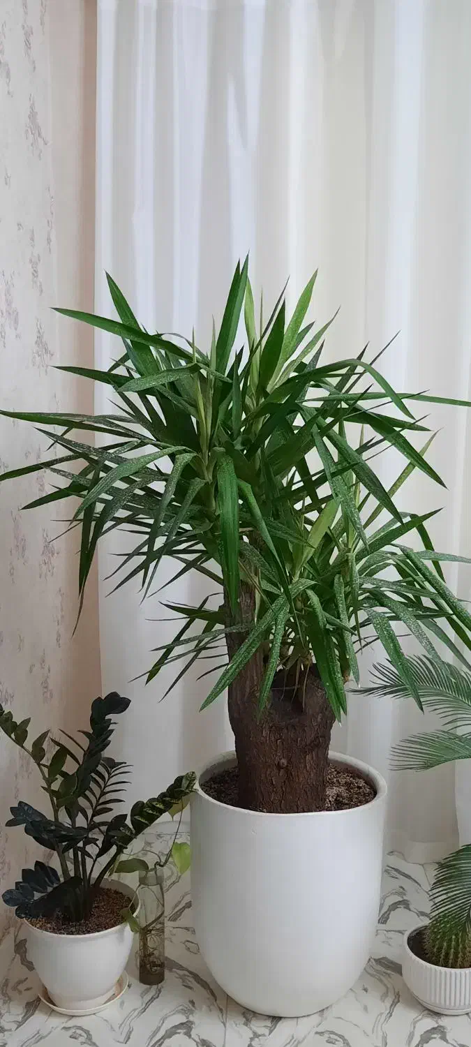 درخچه یوکا|گل و گیاه طبیعی|کرمانشاه, |دیوار