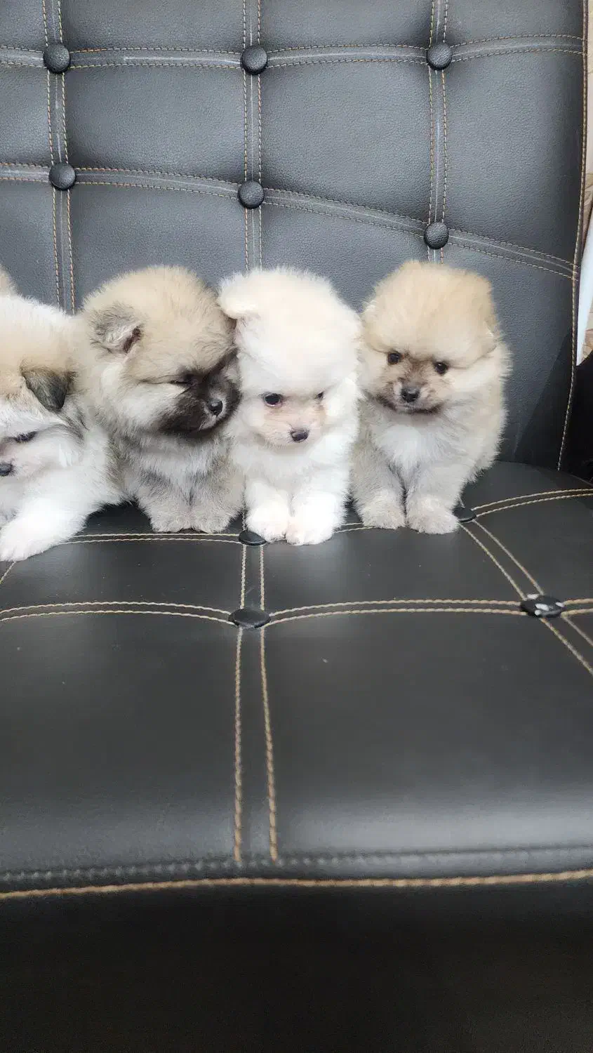 پامر خرسی|سگ|اصفهان, کوی نرگس|دیوار