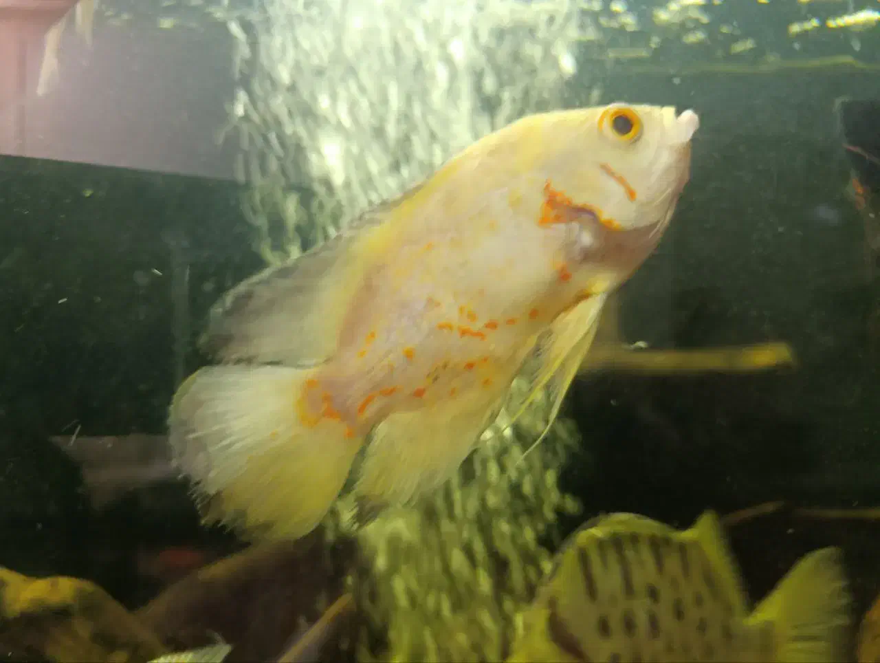 فروش ماهی اسکار|ماهی|شهرضا, |دیوار