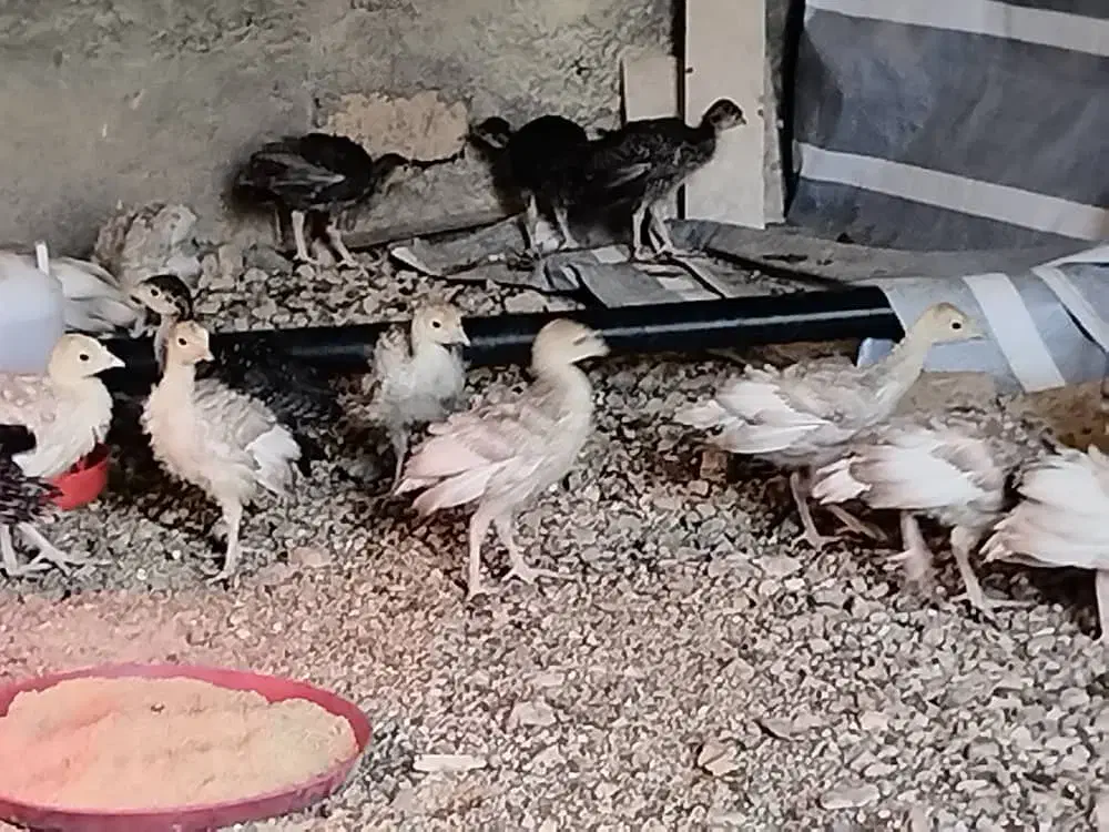 پرورش رایگان بوقلمون|استخدام صنعتی، فنی، مهندسی|اهواز, زندوکیلی|دیوار