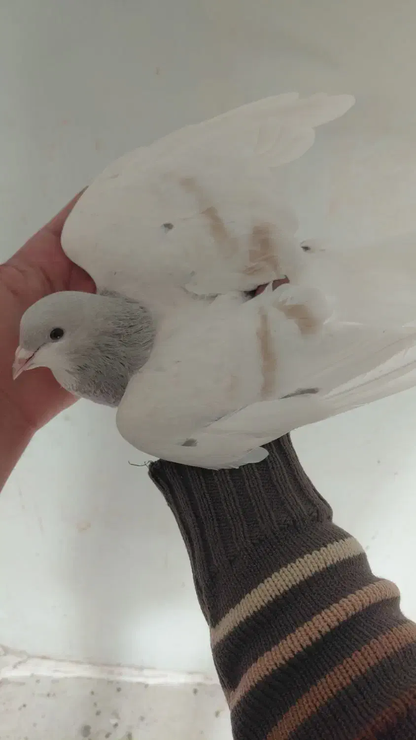 ساده|پرنده|تربت‌حیدریه, بی بی حسنیه|دیوار