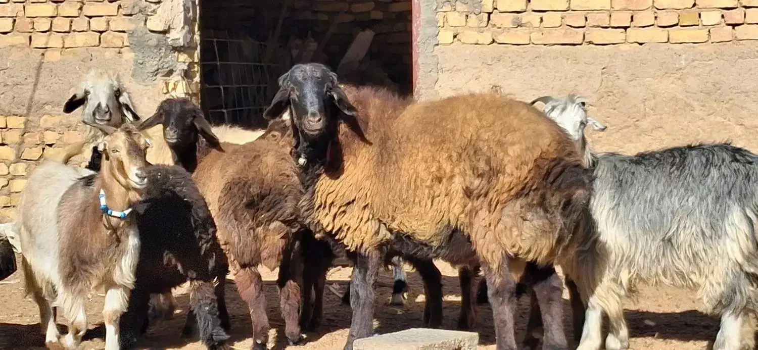 فروش  بره قوچ و کهره وبره|حیوانات مزرعه|وردشت, |دیوار