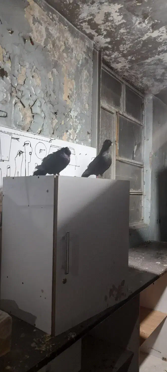 زاغ|پرنده|ایذه, |دیوار