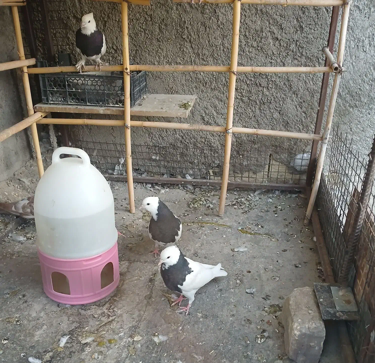 فروش یک جفت جوجه کبوتر طوقی|پرنده|پیر بکران, |دیوار